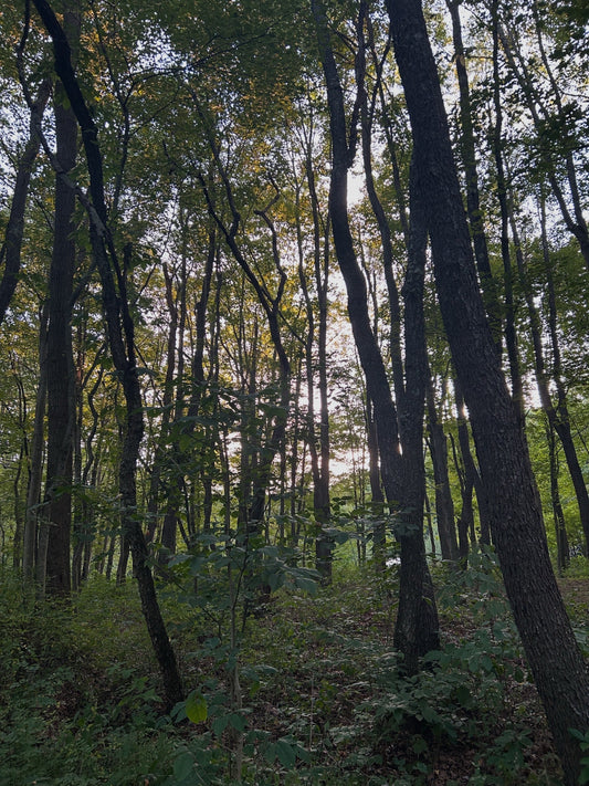 Public Wild Lands and State Parks Must Remain Free from Corporate Control in 2025