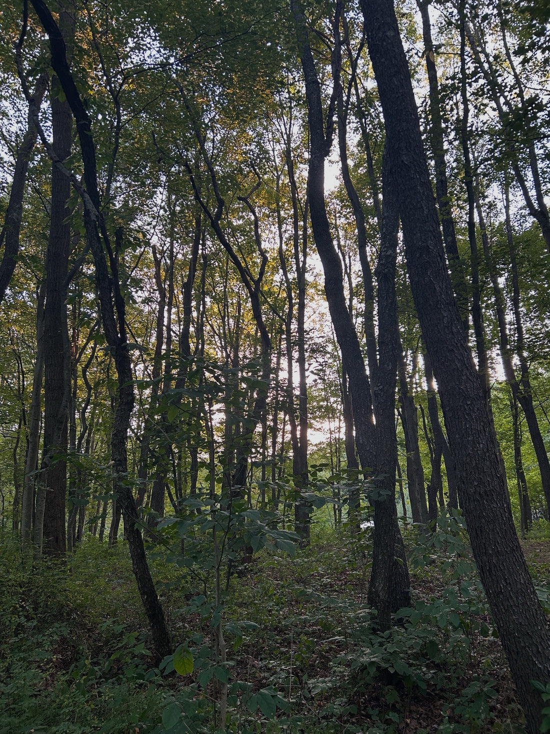 Public Wild Lands and State Parks Must Remain Free from Corporate Control in 2025